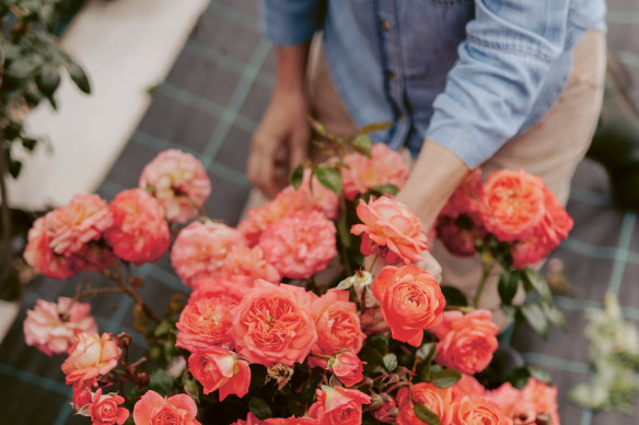 When it comes to cut roses, Starling and McCabe like a high petal count.