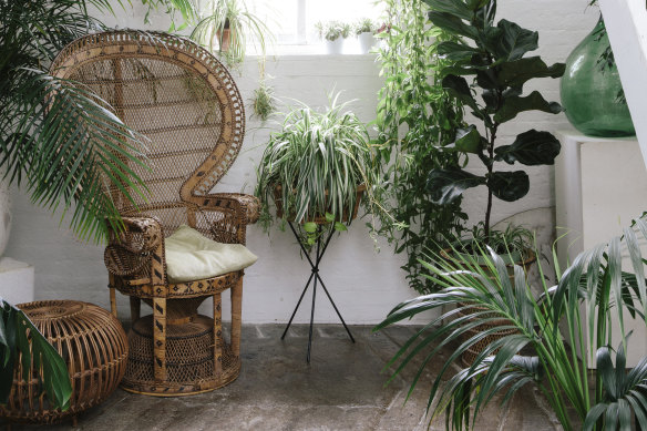 The Melbourne Houseplant Festival is on Sunday, August 21, at The Wool Mill in Brunswick East.