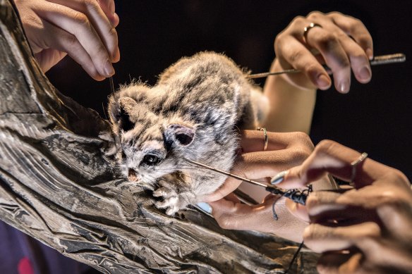 A possum forms part of the multi-sensory, puppetry-based experience.