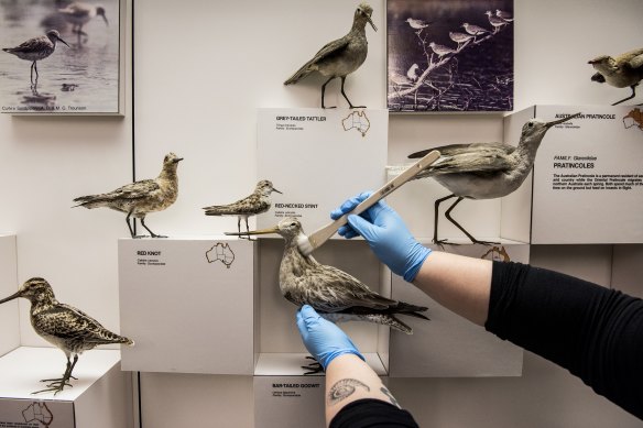 Sophie Phillips puts birds back on display with a little dusting at the Australian Museum. 
