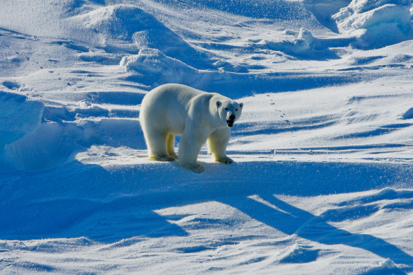 US scientists warned in 2019 that changes in sea ice habitat had coincided with evidence that polar bears’ use of land was increasing and that the chances of a polar bear encounter had increased.