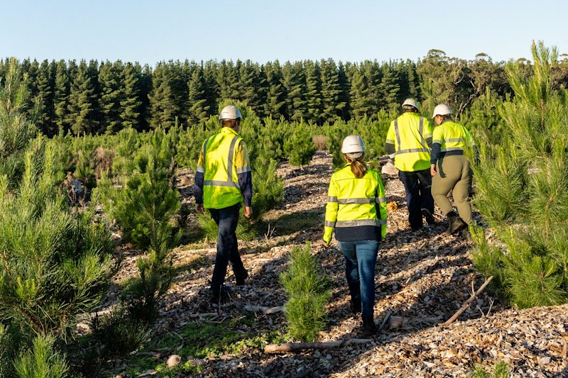 Foresters on a OneFortyOne plantation: supporting “market needs out to the 2050s and beyond”.