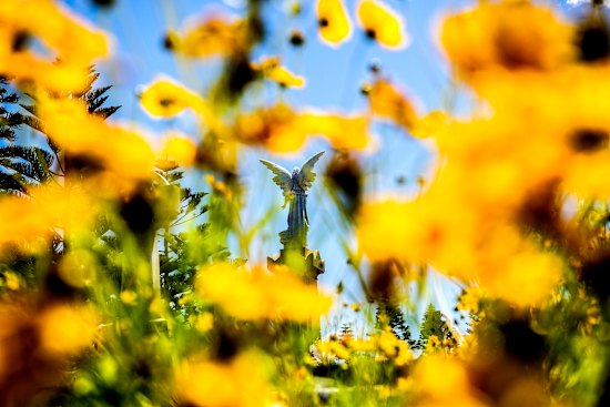 Yellow flowers in bloom at Waverley Cemetery.