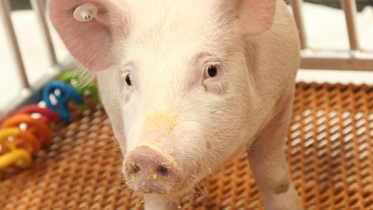 A GalSafe pig, genetically engineered to eliminate a particular sugar that causes rejection by humans. 