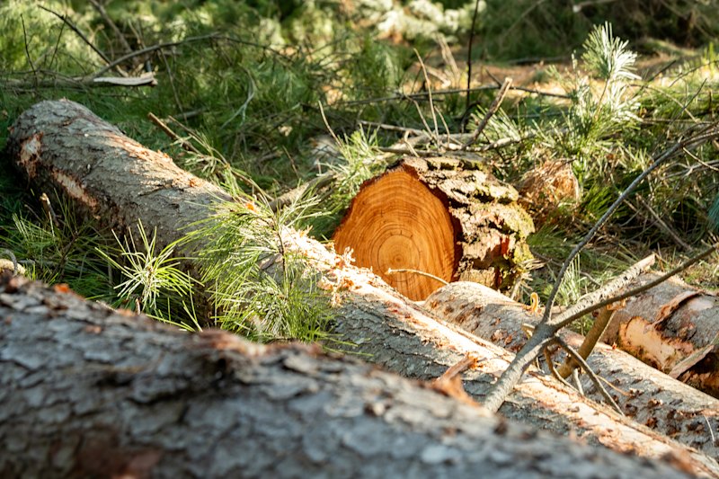 Forestry deal boosts green fuel start-up’s $1.8b project