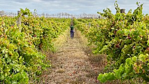 Bridget Mac in the vineyard.
