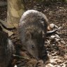 Cardboard ‘rocketships’: How NSW plans to prevent another billion wildlife deaths