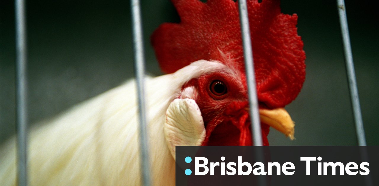 Five Children Hospitalised With Salmonella Linked To Backyard Chickens