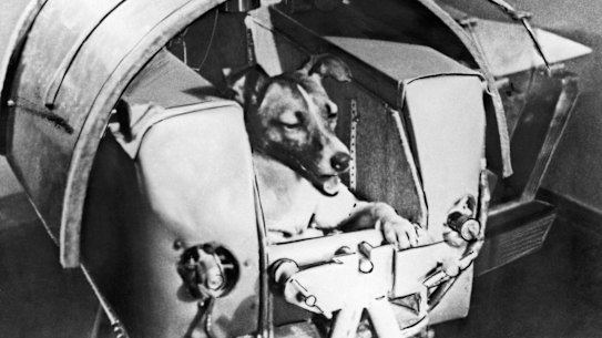 Canine cosmonaut Laika rests comfortably inside the Soviet satellite Sputnik 2 before being blasted into orbit in 1957.