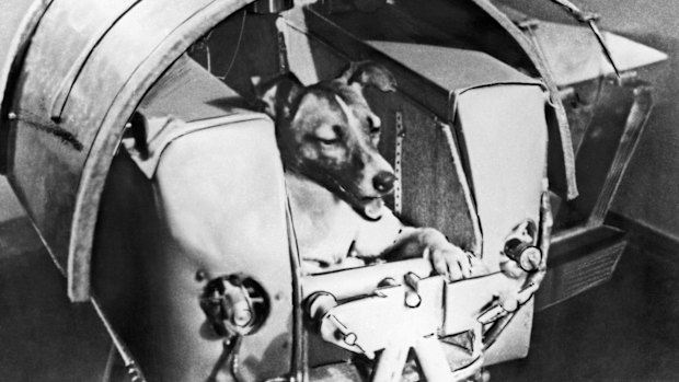 Canine cosmonaut Laika rests comfortably inside the Soviet satellite Sputnik 2 before being blasted into orbit in 1957.