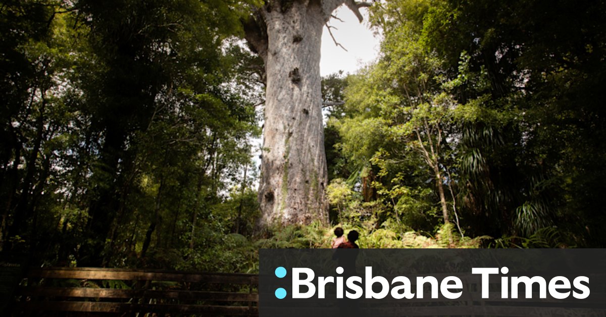 Maori intervention gives science a chance to save forest god - Vimarsana News