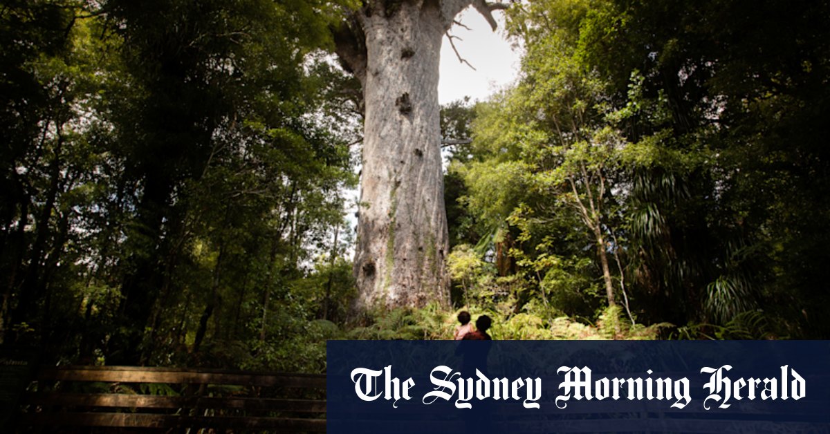 Maori intervention gives science a chance to save forest god - Vimarsana News