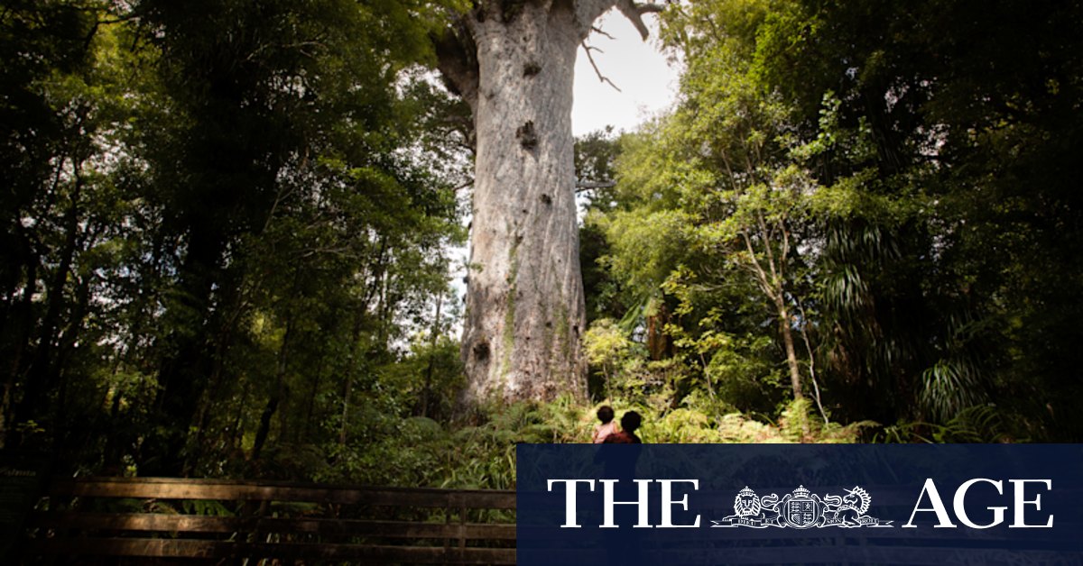 Maori intervention gives science a chance to save forest god - Vimarsana News