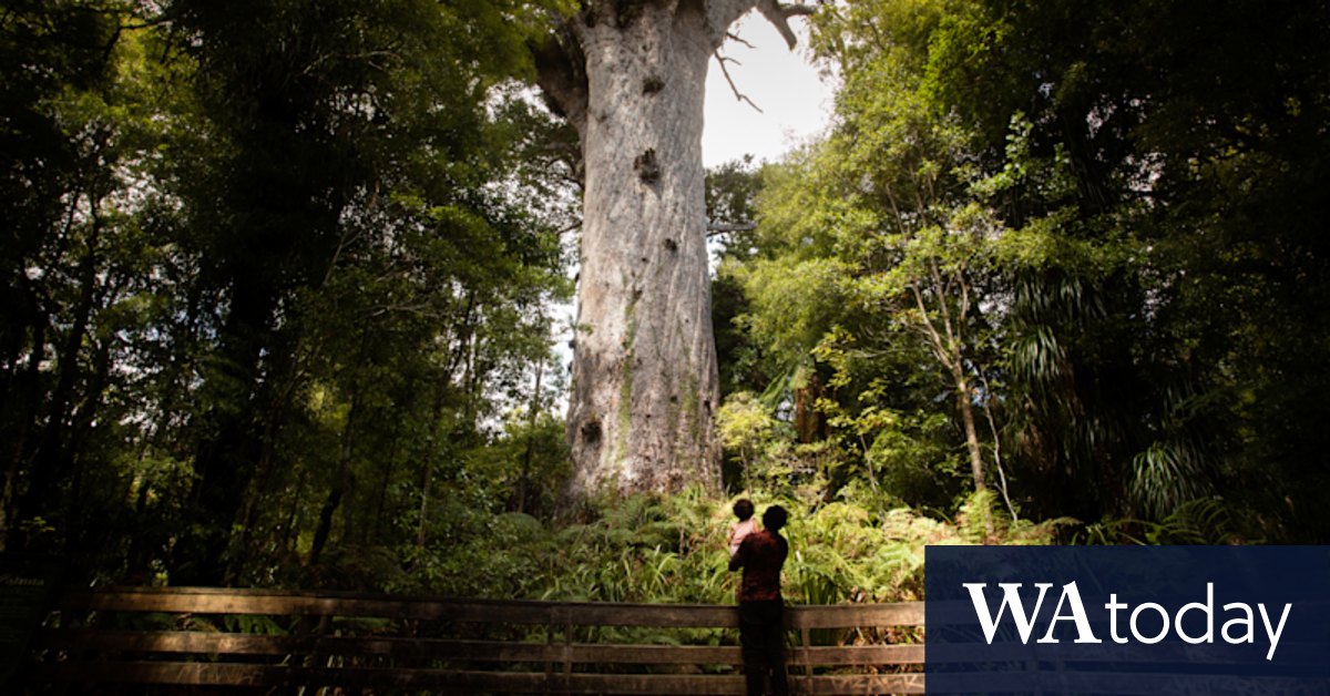 Maori intervention gives science a chance to save forest god - Vimarsana News