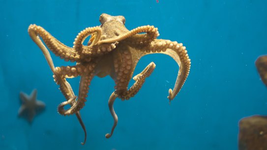 Studies in Brazil suggest Octopuses dream when they sleep 