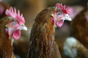 Isa Brown hens. Buy the breed of chook you fall in love with.