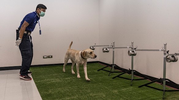 Sweat samples, some from COVID-19 patients, are used to train Bobby.