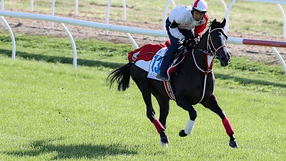 Cox Plate favourite Lys Gracieux works at Werribee.