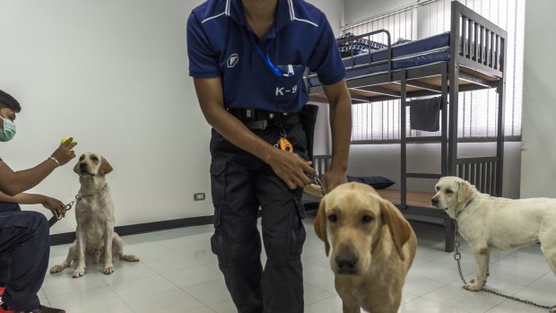Bobby, Bravo and Angel, left to right, with their handlers at Chulalongkorn University in Bangkok. 