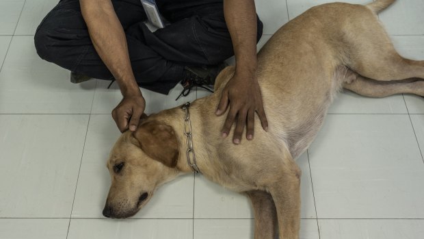 Good boy: Bravo, a labrador, rests after the trial.