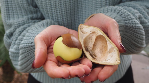 Scientists at the Australian PlantBank have yet to work out how to preserve these large black bean seeds. 