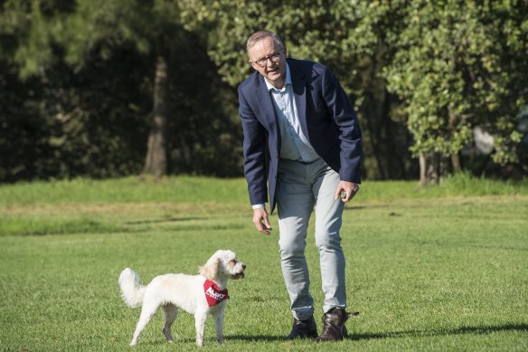 Anthony Albanese and Toto.