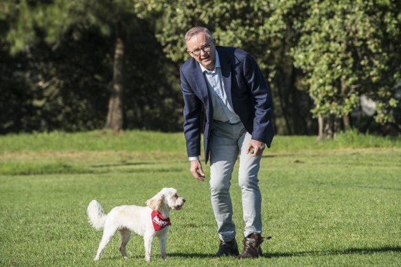 Federal Opposition leader Anthony Albanese out of COVID isolation with is dog Toto on Friday morning.