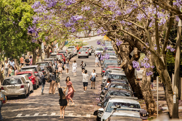 Sydney’s iconic jacarandas are one of the tree species at risk from climate change.