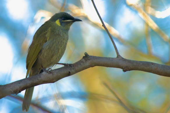 Lewin’s honeyeater is an Australian bird species seeing increasing rates of avian malaria.