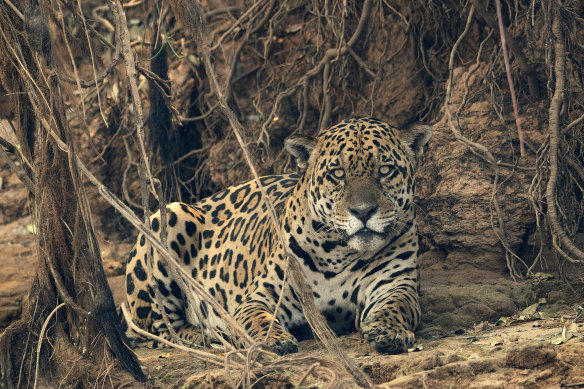 A jaguar lays near an area recently scorched by wildfires at the Encontro das Aguas park in the Pantanal wetlands near Pocone, Mato Grosso state, Brazil.