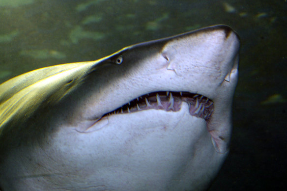 Shark nets can be ineffective against the predators they are purported to control.