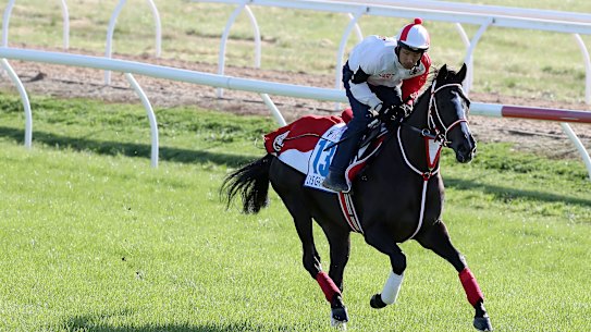 Cox Plate favourite Lys Gracieux works at Werribee.