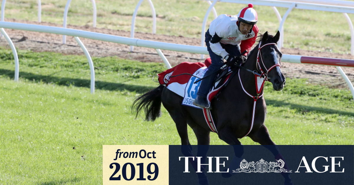 Cox Plate 2019 Kluger S Jockey Tommy Berry Hails Favourite Lys Gracieux As Best Japanese Horse In Australia For Years As Punters Tread Warily