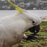 Licence to kill: Millions of Australian native animals legally slaughtered