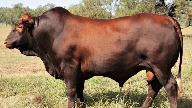 The Belmont Red cattle breed are represented in the nearly 5000 samples of bull semen being auctioned off by the CSIRO.