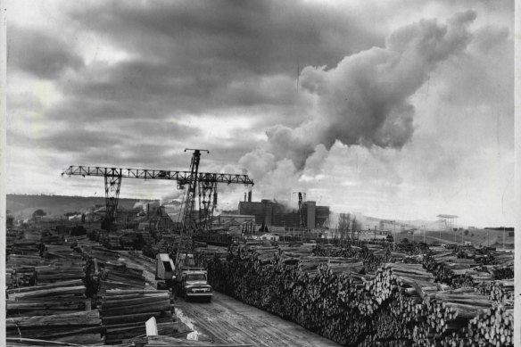 An archival photo shows stacks of pulpwood in the wood yard of APM’s Maryvale pulp and paper mill in Gippsland in 1968.
