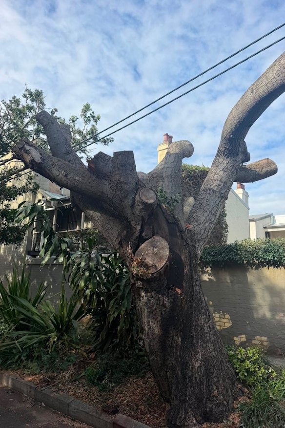 The stump of the tree that stood outside Melissa Hoyer’s house
