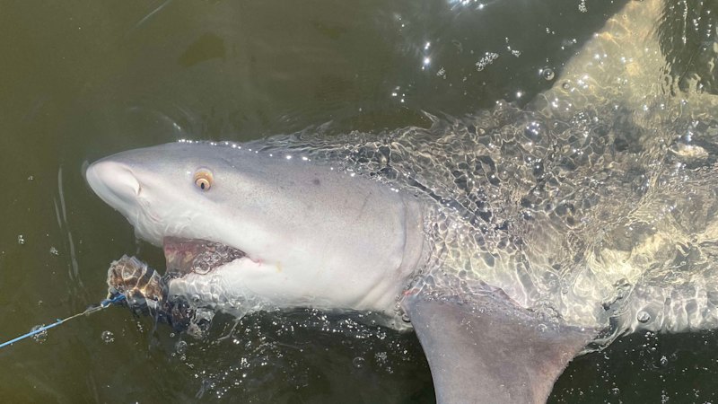 The expert’s hack on how to put a bull shark to sleep