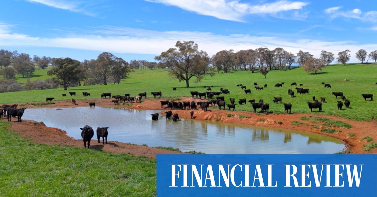 Commercial property Trabaldo Togna family puts 31m New England cattle