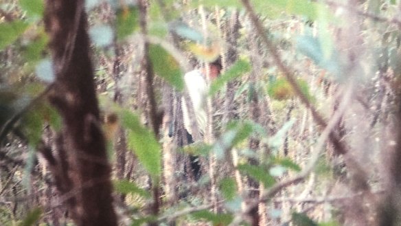 Paul Savage, a person of interest in the William Tyrrell investigation, shown in bushland at Kendall in July 2017 during a police surveillance operation. 