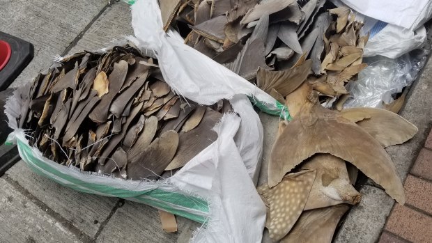 Shark fins from endangered species including whale sharks were found in a Singapore Airlines shipment from Sri Lanka to Hong Kong in May.