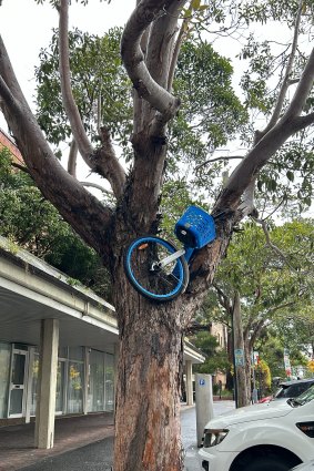 A share bike stuck in a tree in Ultimo on Sunday.
