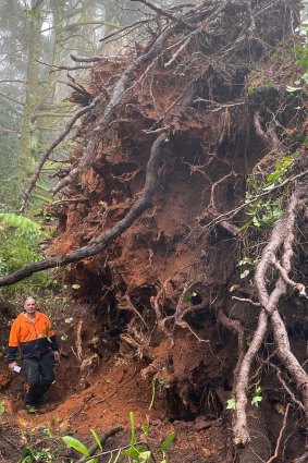 Arborist Mark Calvi in front of a fallen pine tree on Ridge Road, Mount Dandenong.