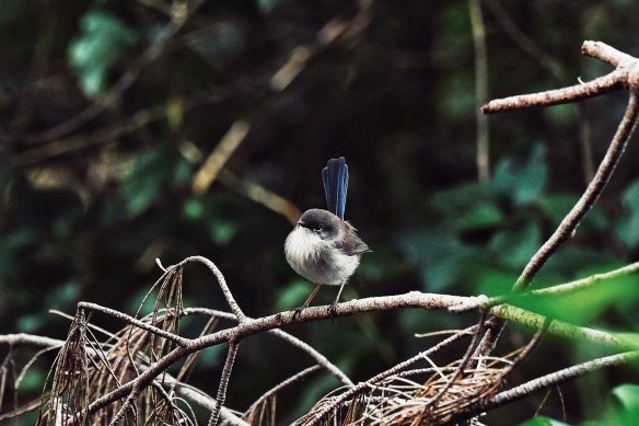 Fairy wrens are among the woodland birds that have found a haven in the restored areas of the Sydney Olympic Park.