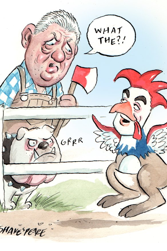 Gus hunting a Roostallaby.