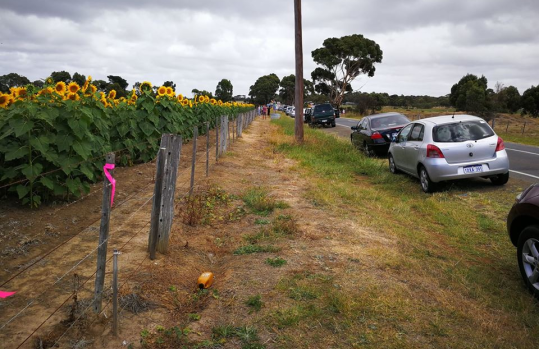 Cars line the road alongside Max Winter's sunflower crop at lunchtime last Sunday. 