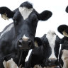 Coles, Woolies lift milk price to help drought-stricken farmers