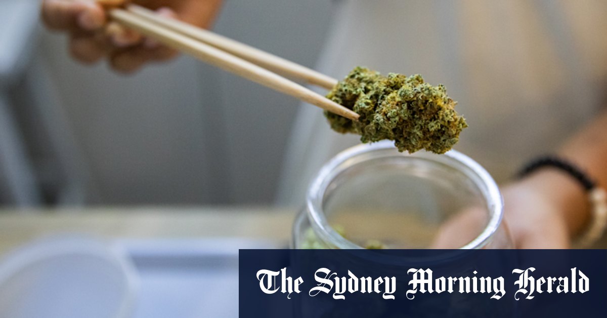 Thailand's cannabis industry targets tourists in a region tough on drugs - Vimarsana News