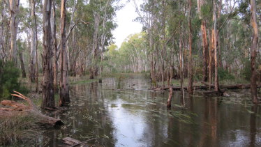 Flooded red gums at Black Gate Creek in the Barmah-Millewa Forest on the NSW and Victorian border. 