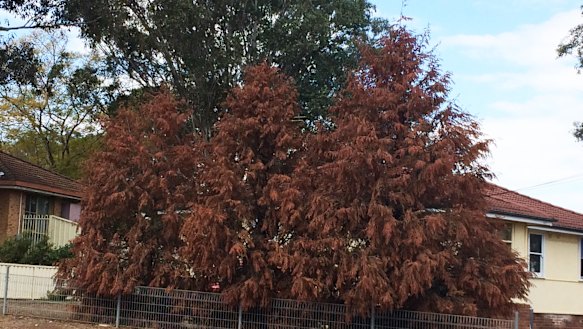 Coming to a nature strip or garden near you – exotic conifers are among the first trees to die in droughts.